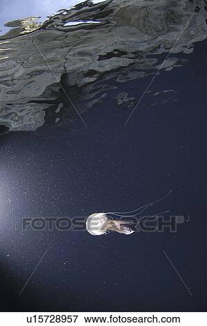 Stock Photo - Luminescent Jellyfish (Pelagia noctiluca) jellyfish underneath cliff which can be seen through water column above, Gozo, Maltese Islands, Mediterranean. Fotosearch