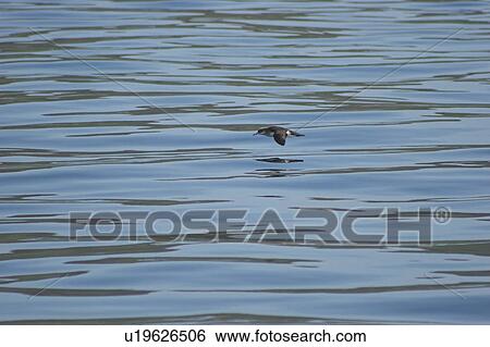 Manx Shearwater (Puffinus puffinus) gliding over calm waters Isle of Mull in Western Scotland View Large Photo Image Stock Photograph - Manx Shearwater (Puffinus puffinus) gliding over calm waters Isle of Mull in Western Scotland. Fotosearch