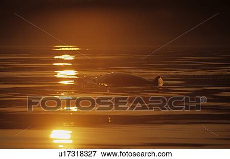 Minke whale (Balaenoptera acutorostrata) swimming into a path of light created on the water's surface by the setting sun. St. Lawrence estuary, Canada. Sequence 1/2. View Large Photo Image Stock Photo - Minke whale (Balaenoptera acutorostrata) swimming into a path of light created on the water's surface by the setting sun. St. Lawrence estuary, Canada. Sequence 1/2.. Fotosearch