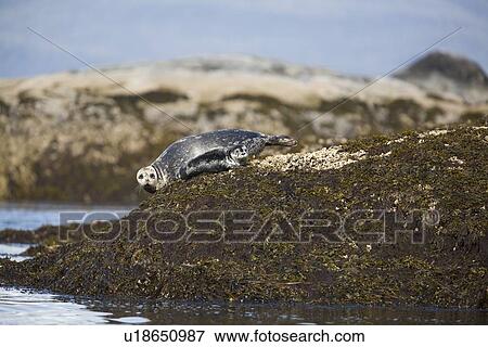 Stock Photo - Mother and pup harbor seal (Phoca vitulina) on reef at low tide in Takatz Bay on Baranof Island, Southeast Alaska. This pup is very young, and mother harbor seals gather here each May to give birth to pups.. Fotosearch