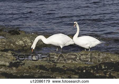 Stock Photo - Mute swan (Cygnus olor) at sea. Most people might associate swans with a freshwater environment but they can also be seen in a marine setting. Hebrides, Scotland. Fotosearch