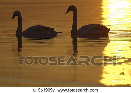 Mute Swan (Cygnus olor) silhouetted against rising suns reflection in water Angus Scotland, UK View Large Photo Image Stock Photo - Mute Swan (Cygnus olor) silhouetted against rising suns reflection in water Angus Scotland, UK. Fotosearch