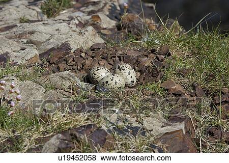 Stock Photo - Nest of oystercatcher (Haematopus ostralegus). This nest was in exactly the same position for two consecutive breeding seasons. Hebrides, Scotland.. Fotosearch