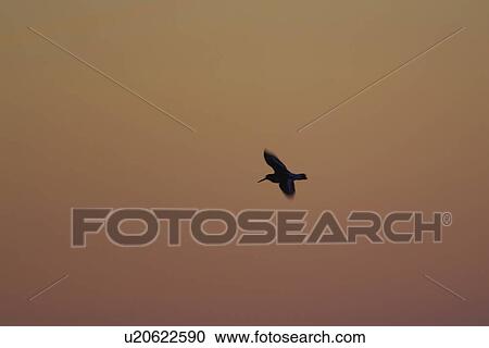 Oystercatcher (Haematopus ostralegus) flying, silhouetted against sunrise Argyll Scotland, UK View Large Photo Image Stock Image - Oystercatcher (Haematopus ostralegus) flying, silhouetted against sunrise Argyll Scotland, UK. Fotosearch