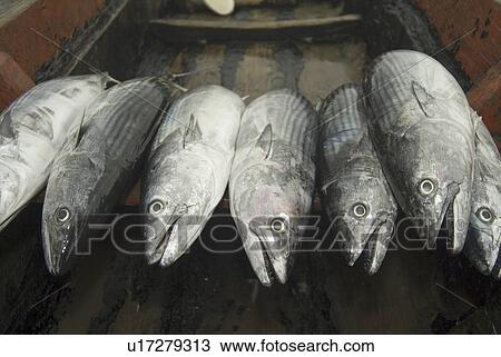 Stock Image - Pacific bonito, (Sarda chiliensis lineolata). Galapagos. Fotosearch