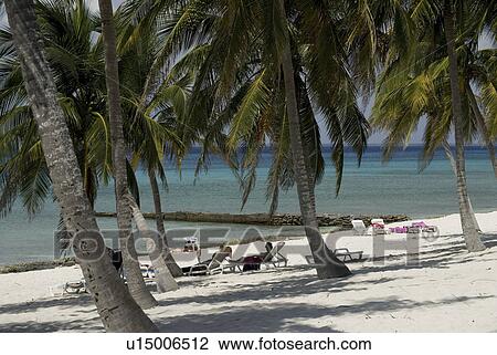 Palm trees and small pier off beach, Maria La Gorda, Cuba, Caribbean View Large Photo Image Stock Image - Palm trees and small pier off beach, Maria La Gorda, Cuba, Caribbean. Fotosearch