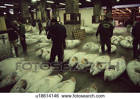 People at Tuna auction at world's largest fish market, Tsukiji Fish market, Tokyo, Japan View Large Photo Image Stock Photograph - People at Tuna auction at world's largest fish market, Tsukiji Fish market, Tokyo, Japan. Fotosearch