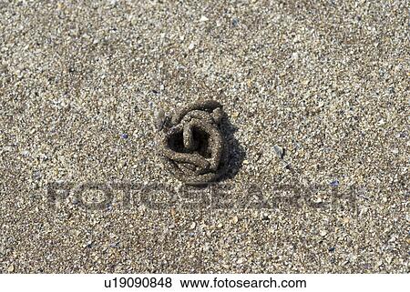 Rag Worm (Arenicola marina), sand worm cast on beach at low tide, Eyemouth, Scotland, UK North Sea View Large Photo Image Stock Photo - Rag Worm (Arenicola marina), sand worm cast on beach at low tide, Eyemouth, Scotland, UK North Sea. Fotosearch
