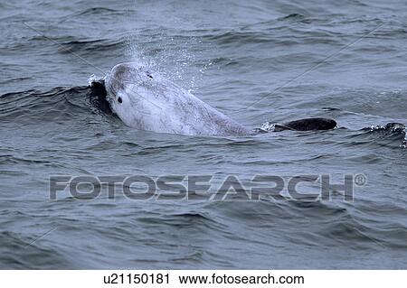 Stock Image - Risso's dolphin (Grampus griseus) with its eye and blow visible and characteristic scarring over its body. Hebrides, Scotland.. Fotosearch
