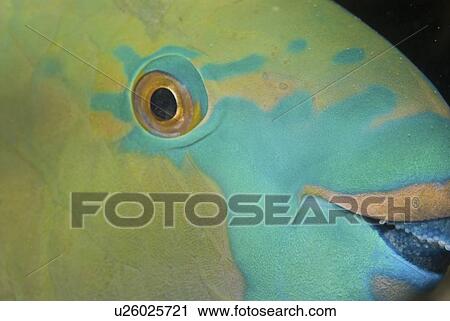 Rusty Parrotfish (Scarus ferrugineus), detail of head showing eye and coloration, Red Sea, Egypt View Large Photo Image Stock Image - Rusty Parrotfish (Scarus ferrugineus), detail of head showing eye and coloration, Red Sea, Egypt. Fotosearch
