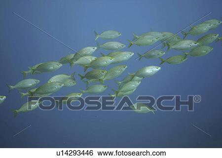 Stock Photograph - Salema or Goldlines. Spanish Mediterranean.. Fotosearch