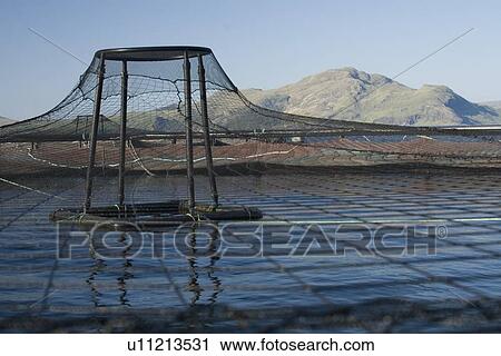 Stock Image - Salmon fish farm. Hebrides, Scotland.. Fotosearch