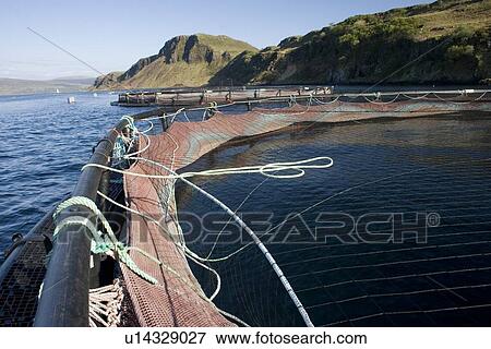 Salmon fish farm. Hebrides, Scotland. View Large Photo Image Stock Photo - Salmon fish farm. Hebrides, Scotland.. Fotosearch