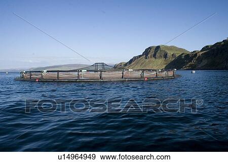 Salmon fish farm. Hebrides, Scotland. View Large Photo Image Stock Photo - Salmon fish farm. Hebrides, Scotland.. Fotosearch