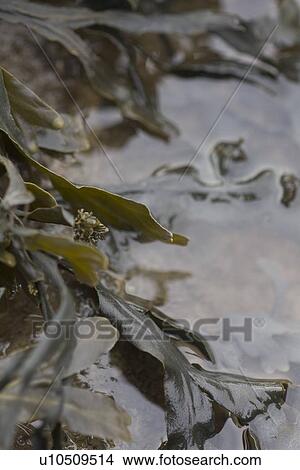 Seaweed on the rocks. Clevedon, Bristol, UK View Large Photo Image Picture - Seaweed on the rocks. Clevedon, Bristol, UK. Fotosearch