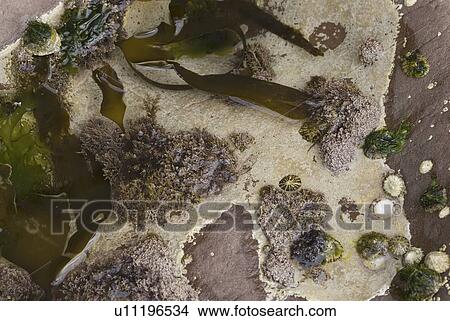 Picture - Seaweeds and algae in Rock Pool, Holy Island, Berwick-upon-tweed, Northumberland, UK.. Fotosearch