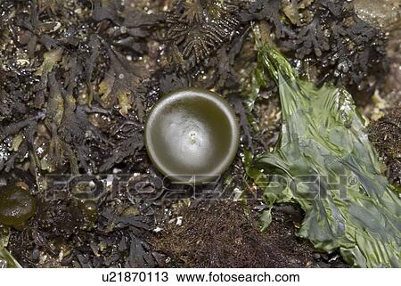 Stock Image - Seaweeds on the shore, Holy Island, Berwick-upon-tweed, Northumberland, UK.. Fotosearch