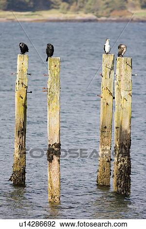 Shag (Phalacrocorax aristotelis) and immature Cormorant (Phalacrocorax carbo) on old pier. Shags use the old pier at Salen. Isle of Mull, throughout the year from which to forage in the Sound of Mull. Hebrides, Scotland View Large Photo Image Stock Image - Shag (Phalacrocorax aristotelis) and immature Cormorant (Phalacrocorax carbo) on old pier. Shags use the old pier at Salen. Isle of Mull, throughout the year from which to forage in the Sound of Mull. Hebrides, Scotland. Fotosearch