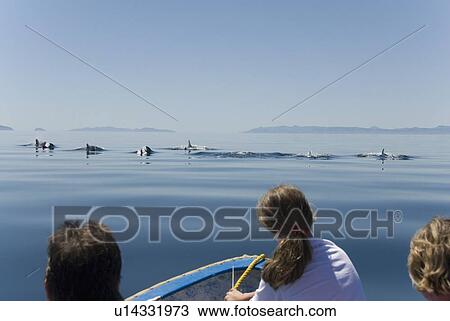 Short finned pilot whale (Globicephala macrorynchus). Tourists watch a group of pilot whales moving calmly through a silky sea. Gulf of California. View Large Photo Image Stock Image - Short finned pilot whale (Globicephala macrorynchus). Tourists watch a group of pilot whales moving calmly through a silky sea. Gulf of California.. Fotosearch