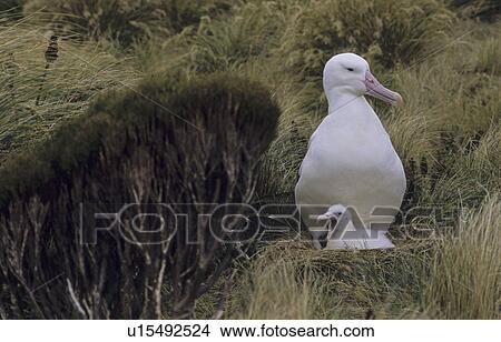 Southern Royal Albatross (Diomedea Epomophora) sitting in nest with its chick. Campbell Island, Subantarctic New Zealand. View Large Photo Image Picture - Southern Royal Albatross (Diomedea Epomophora) sitting in nest with its chick. Campbell Island, Subantarctic New Zealand.. Fotosearch