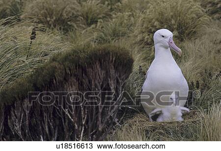 Southern Royal Albatross (Diomedea Epomophora) sitting in nest with its chick. Campbell Island, Subantarctic New Zealand. View Large Photo Image Stock Image - Southern Royal Albatross (Diomedea Epomophora) sitting in nest with its chick. Campbell Island, Subantarctic New Zealand.. Fotosearch