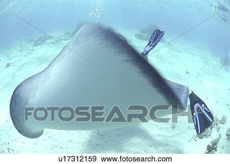 Southern Stingray (Dasyatis americana), swimming over sandy seabed with diver behind, Cayman Islands, Caribbaen. View Large Photo Image Stock Photo - Southern Stingray (Dasyatis americana), swimming over sandy seabed with diver behind, Cayman Islands, Caribbaen.. Fotosearch