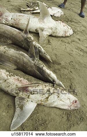 Species not identified. Shark fishing practices, Ecuador. View Large Photo Image Picture - Species not identified. Shark fishing practices, Ecuador.. Fotosearch