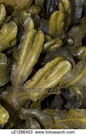 Stock Image - Spiral Wrack (Fucus spiralis), common wrack species found around shores of North Sea, St Abbs, Scotland, UK North Sea. Fotosearch