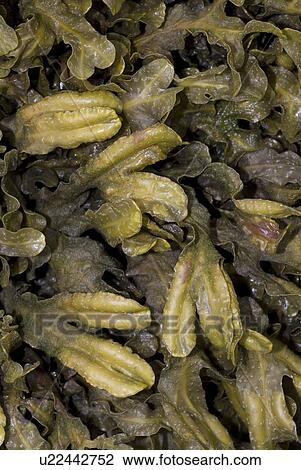 Stock Image - Spiral Wrack (Fucus spiralis), common wrack species found around shores of North Sea, St Abbs, Scotland, UK North Sea. Fotosearch