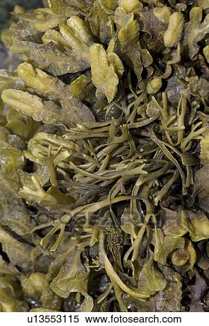 Stock Photography - Spiral Wrack (Fucus spiralis), common wrack species found around shores of North Sea, St Abbs, Scotland, UK North Sea. Fotosearch