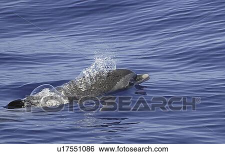 Stock Photograph - Spotted dolphin (Stenella attenuata). A spotted dolphin showing the typically pale beak. Caribbean. (rr). Fotosearch