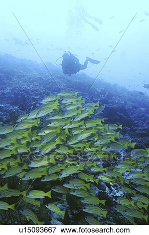 Stock Photo - Striped Grunt (Lutjanus kasmira) large school of fish with diver overhead, Rurutu, French Polynesia, Southern Pacific Ocean. Fotosearch