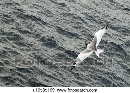 Swallow-tailed gull (Larus furcatus). Galapagos. View Large Photo Image Stock Photo - Swallow-tailed gull (Larus furcatus). Galapagos.. Fotosearch