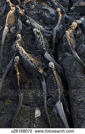 The endemic marine iguana (Amblyrhynchus cristatus) in the Galapagos Island Group, Ecuador. This is the only marine iguana in the world, with many of the main islands having it's own subspecies. Pacific Ocean. View Large Photo Image Stock Image - The endemic marine iguana (Amblyrhynchus cristatus) in the Galapagos Island Group, Ecuador. This is the only marine iguana in the world, with many of the main islands having it's own subspecies. Pacific Ocean.. Fotosearch