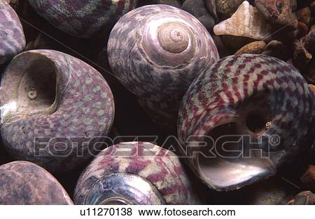 Topshells. Jersey, British Isles View Large Photo Image Stock Photo - Topshells. Jersey, British Isles. Fotosearch