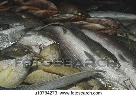 Tropical fish in market for sale, Tahiti, French Polynesia, Southern Pacific Ocean View Large Photo Image Stock Image - Tropical fish in market for sale, Tahiti, French Polynesia, Southern Pacific Ocean. Fotosearch