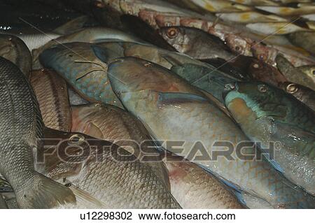 Stock Image - Tropical fish in market for sale, Tahiti, French Polynesia, Southern Pacific Ocean. Fotosearch