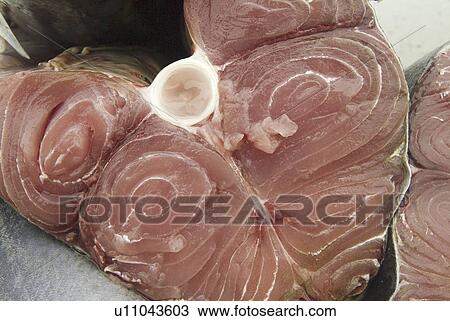 Various types of billfish. Uncontrolled fishing in Ecuador. View Large Photo Image Stock Image - Various types of billfish. Uncontrolled fishing in Ecuador.. Fotosearch