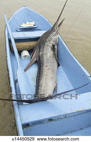 Stock Photo - Various types of billfish. Uncontrolled fishing in Ecuador.. Fotosearch