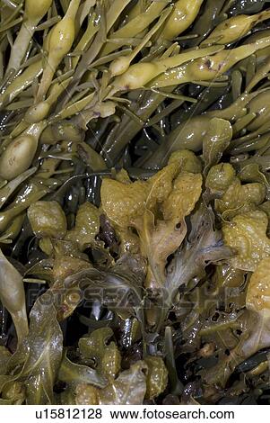 Various wrack spp., St Abbs, Scotland, UK View Large Photo Image Stock Photo - Various wrack spp., St Abbs, Scotland, UK. Fotosearch