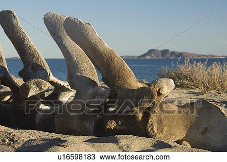 Stock Image - Vertebrae from a whale skeleton. Baja, Mexico. Fotosearch