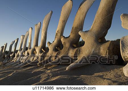 Vertebrae from a whale skeleton. Baja, Mexico View Large Photo Image Stock Photograph - Vertebrae from a whale skeleton. Baja, Mexico. Fotosearch