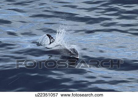 Stock Photo - White-beaked dolphin (Lagenorhynchus albirostris) Icelandic coast. Fotosearch