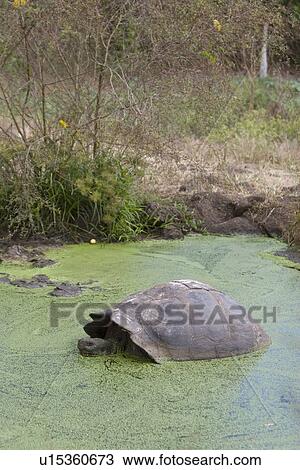 Stock Image - Wild Galapagos giant tortoise (Geochelone elephantopus) on the upslope grasslands of Cruz Island in the Galapagos Island Group, Ecuador. The Galapagos Giant Tortoise is endemic only to the Galapagos Islands. There are currently 11 survivng races and 3 ext. Fotosearch
