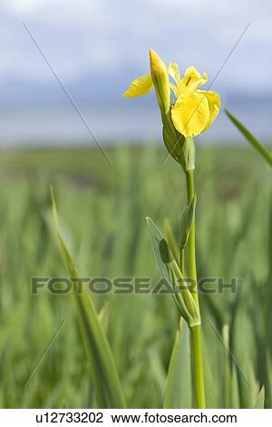 Stock Image - Wild iris (Iris pseuadcorus). Hebrides, Scotland.. Fotosearch