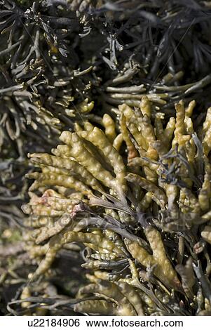 Wrack Species, Eyemouth Beach Fauna, Scotland, UK North Sea View Large Photo Image Stock Photograph - Wrack Species, Eyemouth Beach Fauna, Scotland, UK North Sea. Fotosearch