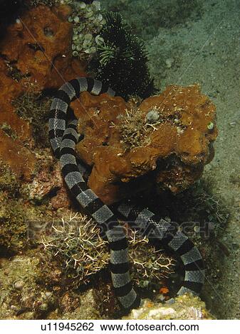 Stock Image - Yellow lipped Sea Snake (laticauda colubrina) trying to find some thing for breakfast. Sabang. Philippines. Fotosearch