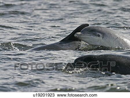 Stock Image - Young Bottlenose dolphin (Tursiops truncatus truncatus) spy hopping next to its mother. Moray Firth, Scotland. Fotosearch