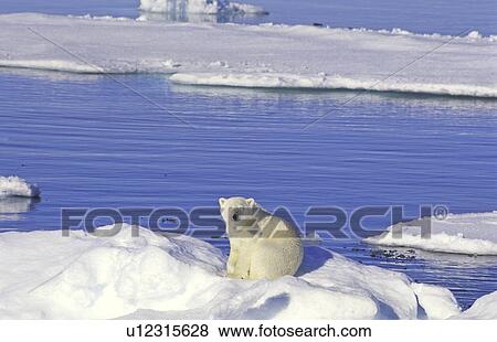 Stock Photo - Young polar bear (Ursus maritimus) sitting on an ice floe. Scoresbysund, East Greenland. Fotosearch