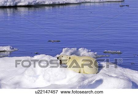 Stock Photo - Young polar bear (Ursus maritimus) sitting on an ice floe. Scoresbysund, East Greenland. Fotosearch